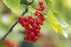 Red Currant Prints: Red currant (Ribes rubrum), fruit