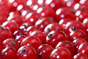 Fresh Red Currants Prints: Red currants
