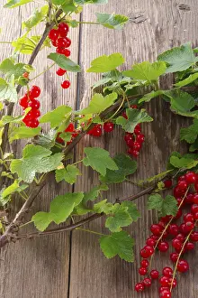 Empty Tree Branches Prints: Red currants