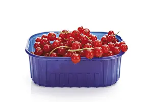 Red Currants Prints: Red currants in a plastic box