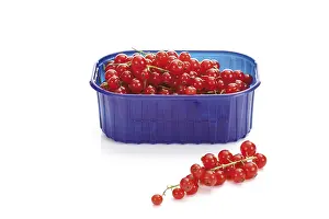 Studio Shot Of Fruit Prints: Red currants in a plastic box