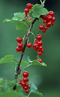 Red Currants Prints: Red currants (Ribes rubrum)