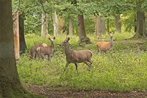 Wild Animals No People Present Prints: Red deer (Cervus elaphus), herd