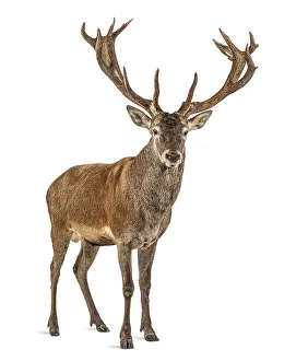 Isolated Wildlife Photo Prints: Red deer stag in front of a white background