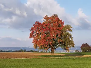 Pear Tree Cultivation Prints: Red discoloured pear tree (Pyrus)