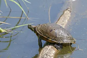 Prints of Red-eared slider (Trachemys scipta elegans), Mensch und Natur natural pond, Unterlamm, Styria, Austria Red-eared slider (Trachemys scipta elegans), Mensch und Natur natural pond, Unterlamm, Styria Pond Turtle Prints: Red-eared slider Print, Unterlamm, Austria