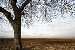 Deserted Farmland Germany Prints: Red earth
