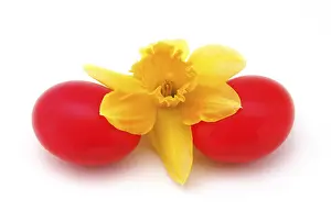 Red Coloured Flowers Prints: Red easter eggs with a daffodil