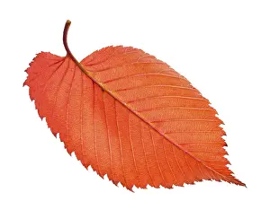 White Background Leaves Prints: Back side of red fallen leaf of elm tree isolated on white background