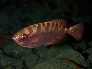 Snapper Prints: Red Fish Print: Big-Eyed Perch in Gran Canaria, Spain