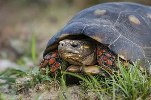 Prints of Red-footed tortoise facing camera in grass, Pantanal Wetlands, Mato Grosso, Brazil Tortoise Prints: Red-footed Tortoise Print, Pantanal Wetlands, Brazil