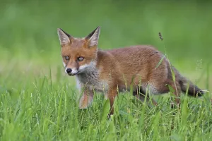 Beasts Of Prey Prints: Red fox