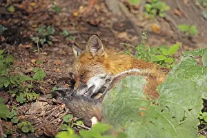 Predator Animal Pictures Prints: Red fox (Vulpes vulpes)