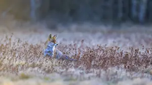 Red Fox Germany Prints: Red fox (Vulpes vulpes), securing in the last light