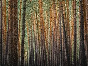 Coniferous Tree Landscape Prints: Red and orange in a pine forest