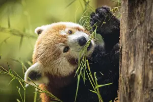 Prints of Red panda walking tree closeup. vivid natural background. protection of rare endangered animals and urban zoos and travel national park concept. berlin zoo Red Panda Prints: Red Panda Walking Tree Closeup Print