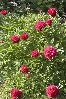 Red Coloured Flowers Prints: Red peonies