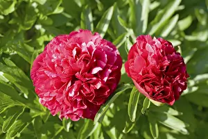 European Peony Prints: Red peonies