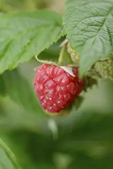 Vitamin C Fruits Prints: Red Raspberry Rubus idaeus