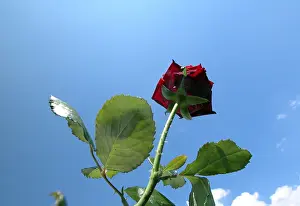Red Coloured Roses Prints: Red rose