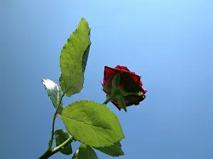 Multicolored Blossoms Prints: Red rose
