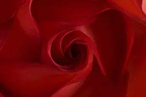 Nature Macro Shots Prints: Red rose