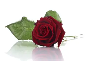 Rose Blossom Prints: Red rose