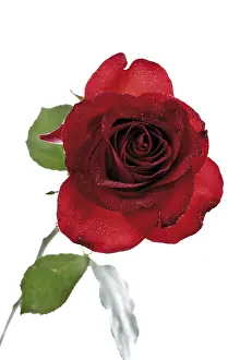 Rosaceae Family Prints: Red rose