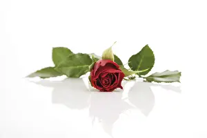 Houseplant Photography Prints: Red rose
