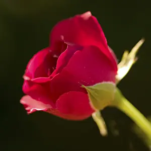 Red Rose Close Up Prints: Red rose