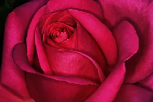 Close Up Rose Prints: Red rose