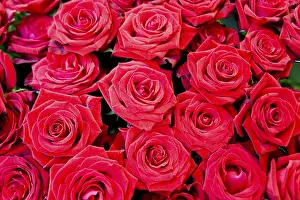 Red Background Flowers Prints: Red roses