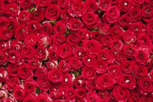 Deserted Rose Field Prints: Red roses background, pattern for wedding design