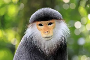 Catarrhine Primate Prints: Red-shanked monkey (Pygathrix nemaeus)