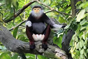 Old World Monkey Prints: Red-shanked monkey (Pygathrix nemaeus)
