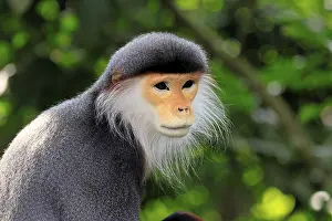 Catarrhine Primate Prints: Red-shanked monkey (Pygathrix nemaeus)