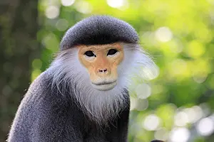 Catarrhine Primate Prints: Red-shanked monkey (Pygathrix nemaeus)