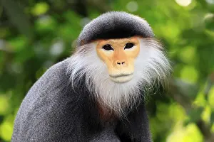Mammal Head Shot Prints: Red-shanked monkey (Pygathrix nemaeus)