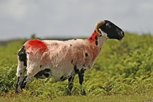 Dartmoor National Park Prints: Red Sheep in Dartmoor, Devon, Cornwall