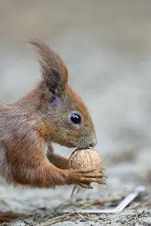 Forest Animal Photography Prints: Red squirrel in the forest