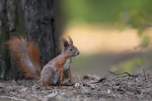 Eurasian Red Squirrel Portrait Prints: Red squirrel in the forest in the wild