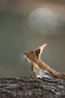 Red Squirrel Prints: Red squirrel in the forest in the wild