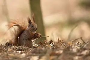 Forest Wildlife Photography Prints: Red squirrel in the forest in the wild