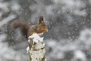 Birch Trees In Snow Prints: Red squirrel (Sciurus) feeding on a dead birch tree during snowfall