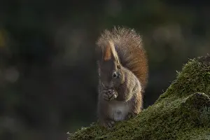 Rodent Mammal Prints: Red squirrel (Sciurus) on rootstock