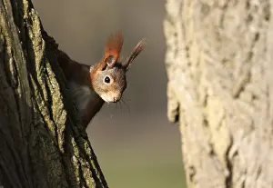 Prints of A red squirrel on a tree Red Squirrel Prints: A Red Squirrel on a Tree Print