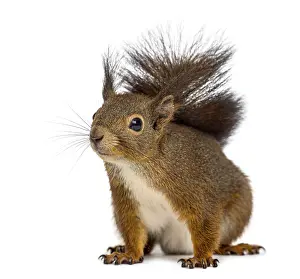 Eurasian Red Squirrels Prints: Red squirrel in front of a white background