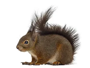 Rodent Animal Photo Prints: Red squirrel in front of a white background