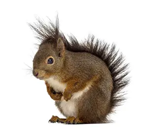Isolated Animal Photo Prints: Red squirrel in front of a white background