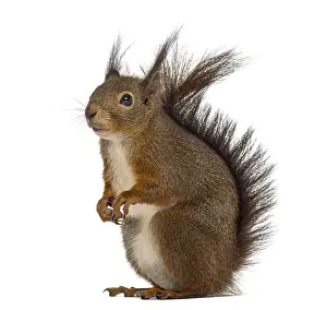 White Background Clipping Path Prints: Red squirrel in front of a white background